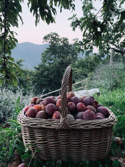 Il Riccio Appartamento チェルノッビオ エクステリア 写真